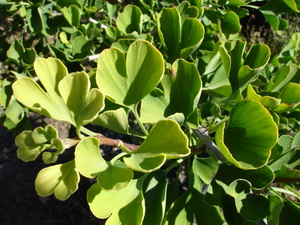 Ginkgo biloba Jade Butterflies