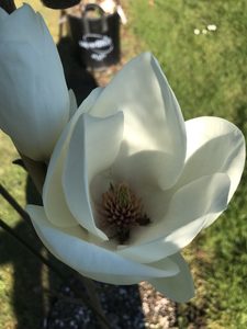 Magnolia ‘Lennei Alba’