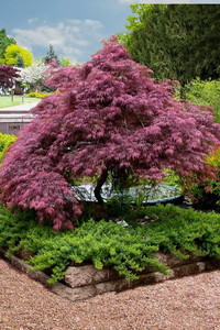 Acer palmatum dissectum ‘Tamukeyama’ – Weeping Japanese Maple