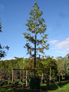 Agathis australis