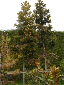 Agathis robusta