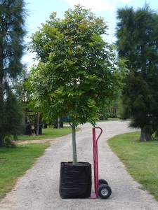 Alectryon excelsus – Titoki