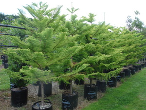Araucaria heterophylla