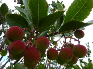 Arbutus unedo