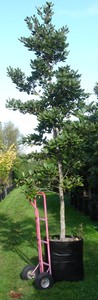 Beilschmiedia taraire