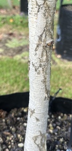 Betula utilis Jacquemontii ‘Dazzler’