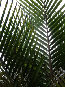 Rhopalostylis sapida