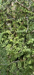 Sophora chathamica