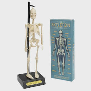 Stationery: Anatomical Skeleton Educational Model