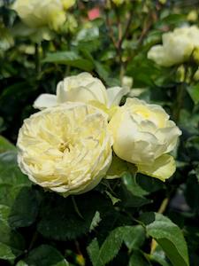 Best Sellers: Lemon 'N' Lime