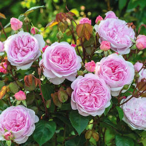 Best Sellers: Olivia Rose Austin