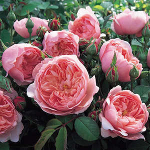 Best Sellers: The Alnwick Rose