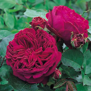 Best Sellers: Falstaff