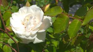 Spring 2025: MME Alfred Carriere