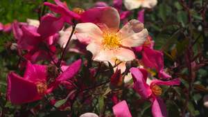 Spring 2025: Mutabilis