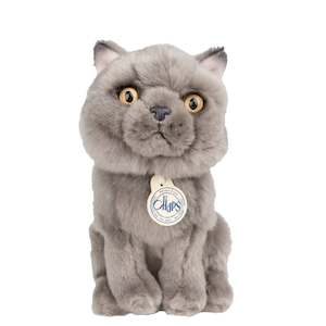 BT Chaps Freddy the British Shorthair