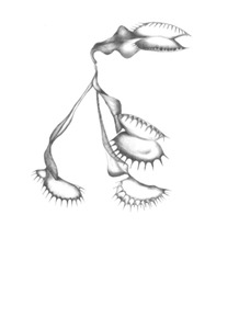 MONNI Art Print | Venus Flytrap