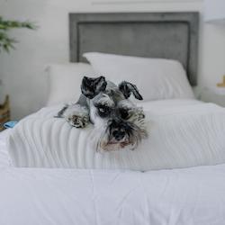 Pillows: teddy Natural Latex Pillow