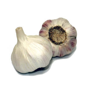 Bulbs: TE MATA CREOLE