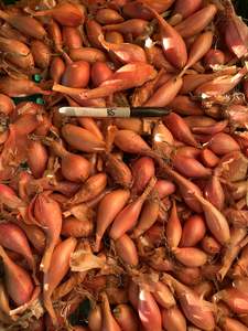 All: SHALLOTS - PICKLERS Culinary 5kg 20-30mm
