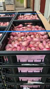 All: SHALLOTS - Culinary 1kg 30-40mm