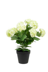 Gardens Outdoors: Snowball Potted |Spring Green - 40cm