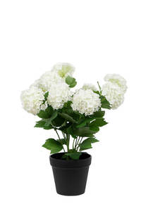 Gardens Outdoors: Snowball Potted | Off White - 40cm