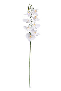 Gardens Outdoors: Phalaenopsis Orchid Stem | White
