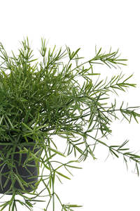Gardens Outdoors: Asparagus Trailing Potted Plant