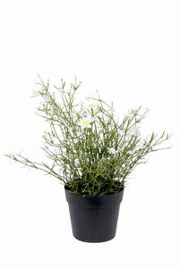Gardens Outdoors: Daisy Wild Flower Potted Bush
