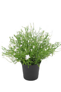 Garden 1: Babies Breath Bush Potted