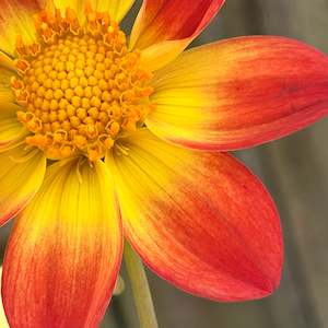 Youth Enterprise Workshops: Fire Joy 147 Seedling