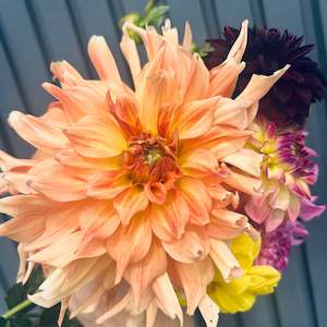 Youth Enterprise Workshops: Penhill Watermelon