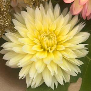 Youth Enterprise Workshops: Canary Fubuki