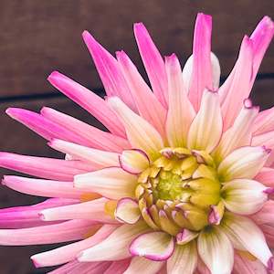 Youth Enterprise Workshops: Tui Avis dahlia