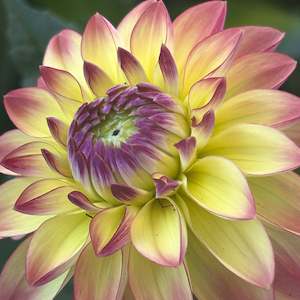 Youth Enterprise Workshops: Pure Happiness