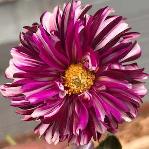 Youth Enterprise Workshops: Tartan Dahlia