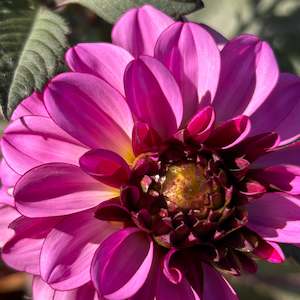 Melissa Anna Marijke Dahlia