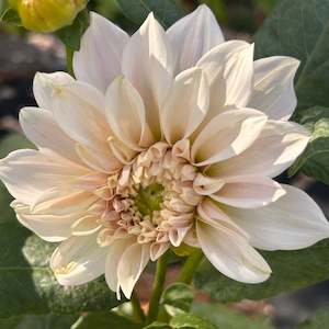 Cafe au Lait Dahlia