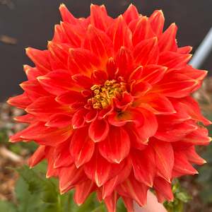 Ring of Fire (Orange Dahlia)