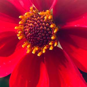 Bright Dahlias: Red Joy 155 Seedling Dahlia