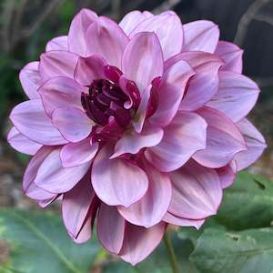Creme de Cassis (Purple Dahlia)