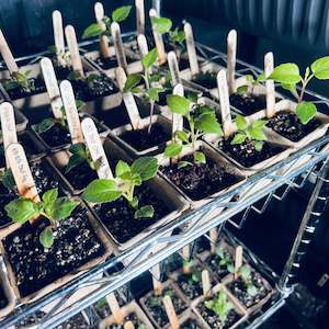 Moody Dark Dahlias: Dark Spirit Dahlia