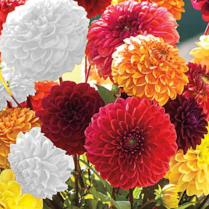 Pastel Dahlias: Mystery Ball Dahlias