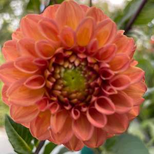 Pastel Dahlias: Vintage Copper Dahlia