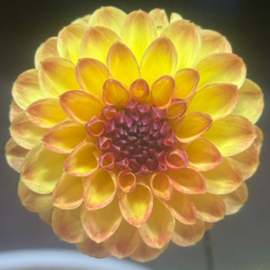 Moody Dark Dahlias: Amorous Lava dahlia seedling cutting