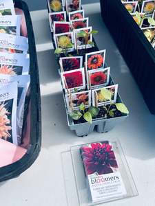 Dahlia Garden 6 pack cuttings