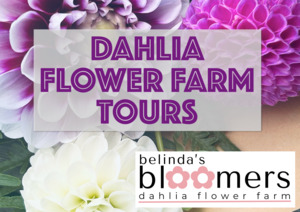 Events: Belinda's Bloomers Dahlia Garden Tour