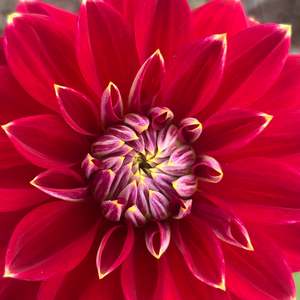 Moody Dark Dahlias: Mr Optimist dahlia