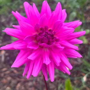 Windsong B2 - Purple Dahlia Seedling